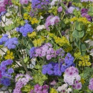 Ageratum houstonianum Timeless Mixture
