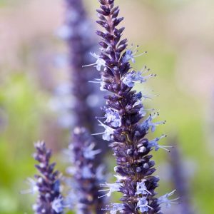 Agastache hybrida Astello Indigo