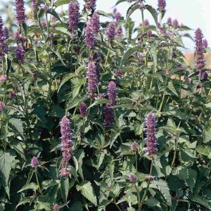 Agastache Liquorice Blue