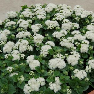 Ageratum houstoniamum Aloha white