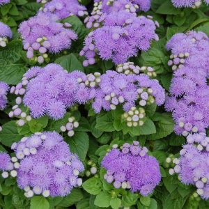 Ageratum houstoniamum Aloha Blue