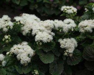 Ageratum houstonianum White Clouds