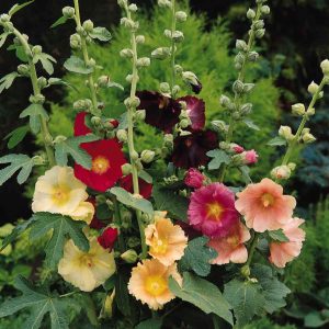 Alcea rosea Ficifolia