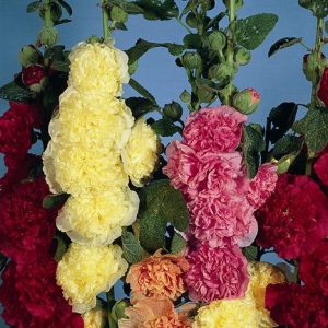 Alcea rosea Chater's Double Mix