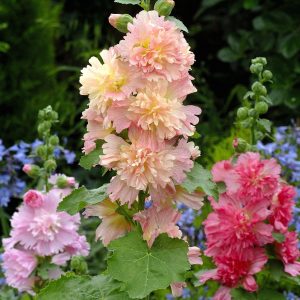 Alcea rosea Spring Celebrities Apricot