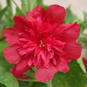 Alcea rosea Spring Celebrities Carmine Rose