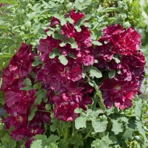 Alcea rosea Spring Celebrities Crimson