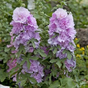Alcea rosea Spring Celebrities Lilac