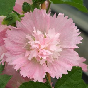 Alcea rosea Spring Celebrities Pink