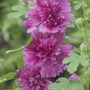 Alcea rosea Spring Celebrities Purple