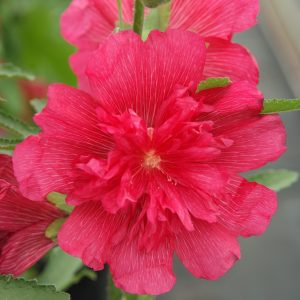 Alcea rosea Spring Celebrities rose