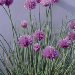Allium (Chives) schoenoprasum Fine Leaved