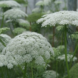 Ammi visnaga Casablanca