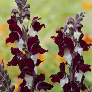 Antirrhinum majus Night & Day
