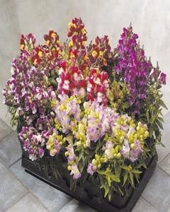 Antirrhinum majus Floral Showers Mixture