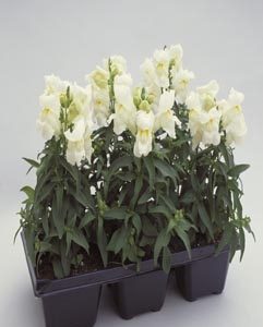 Antirrhinum majus Floral Showers White