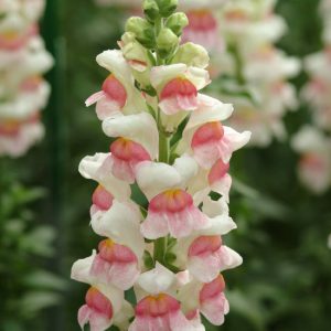 Antirrhinum majus Potomac Appleblossom