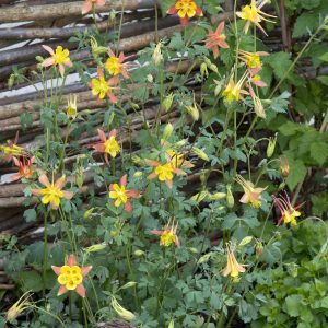 Aquilegia skinneri Tequila Sunrise
