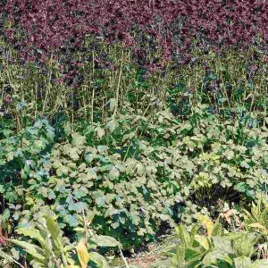 Aquilegia vulgaris Black Barlow