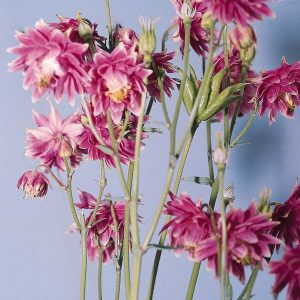 Aquilegia vulgaris Nora Barlow