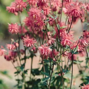 Aquilegia vulgaris Rose Barlow
