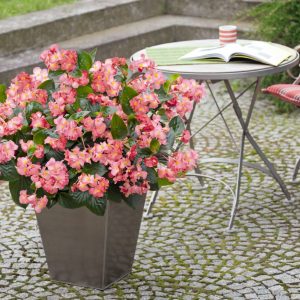 Begonia benariensis Big Pink With Green Leaf