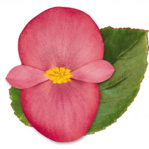 Begonia benariensis Big Rose With Green Leaf