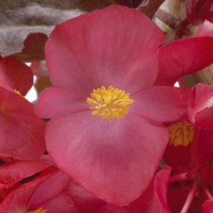 Begonia benariensis Big Red With Bronze Leaf