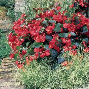 Begonia benariensis Big Red With Green Leaf