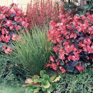 Begonia benariensis Big Rose With Bronze Leaf