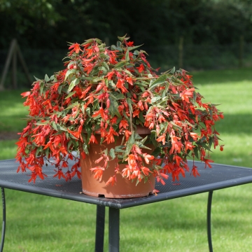 Begonia boliviensis Bossa Nova Orange