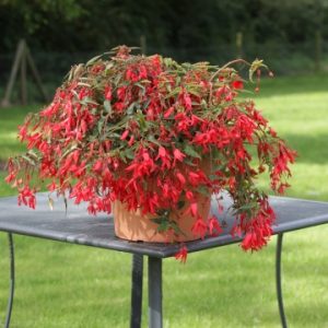 Begonia boliviensis Bossa Nova Red