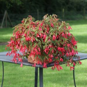 Begonia boliviensis Bossa Nova Rose