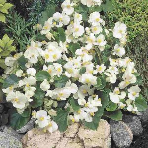 Begonia semperflorens Super Olympia White