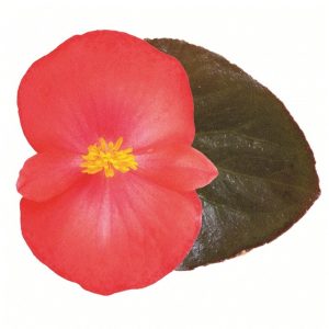BeBegonia hybrida Viking Coral Flame On Bronze