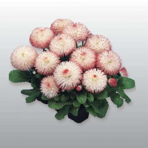 BELLIS perennis HABANERA ROSE