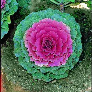 Brassica oleracea Pigeon Purple