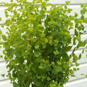 Bupleurum rotundifolium Green Gold
