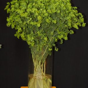 Bupleurum rotundifolium Garibaldi