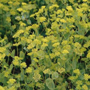 Bupleurum rotundifolium Griffithii Select