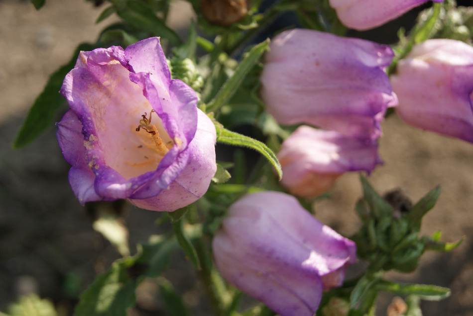CAMPANULA medium SINGLE ROSE