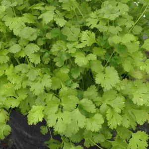 Coriandrum sativum