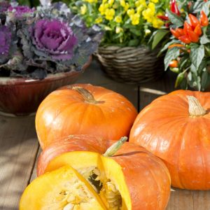 CUCURBITA maxima  Cinderella