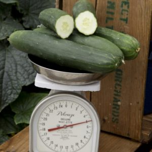 Cucumis sativus Cucumber Peticue