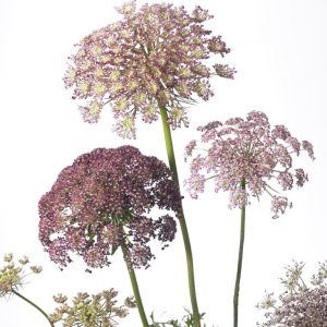 Daucus carota Dara