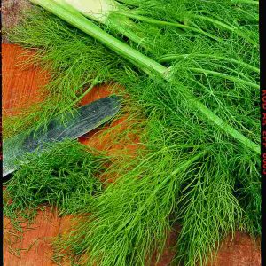 Foeniculum vulgare dulce