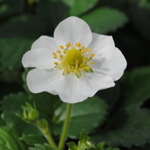 Fragaria F1-Montana