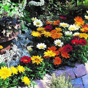 Gazania rigens Gazoo Formula Mix