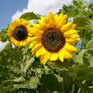 Helianthus annuus Sunshine
