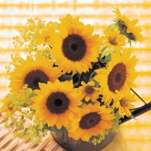 Helianthus annuus Sunrich Orange